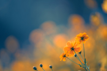 三伏天养生小知识