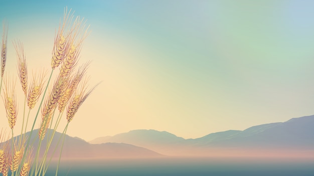 三伏天养生小知识